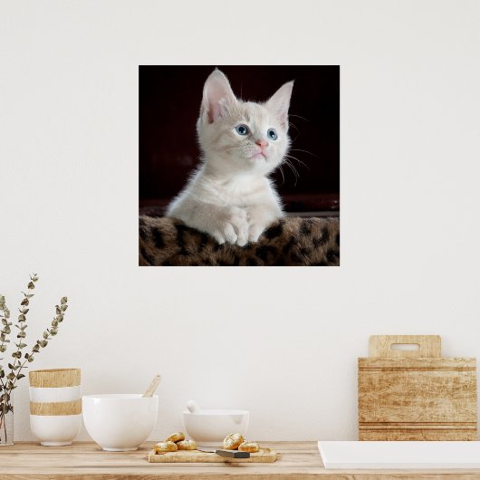 Blue Mit Augen White Kitten Poster (Küche)