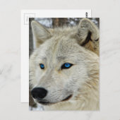 Blue Mit Augen White Wolf Postcard Postkarte (Vorne/Hinten)