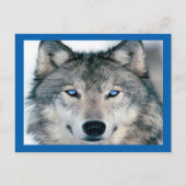Blue Mit Augen Wolf Postkarte (Vorderseite)