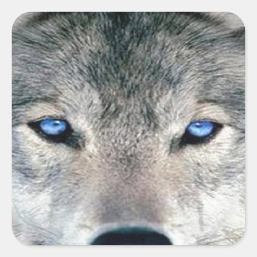 Blue Mit Augen Wolf Quadratischer Aufkleber (Vorderseite)