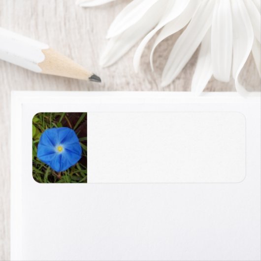 Blue Morning Glory Blumen Label (Insitu)