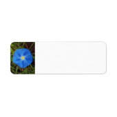 Blue Morning Glory Blumen Label (Vorne)