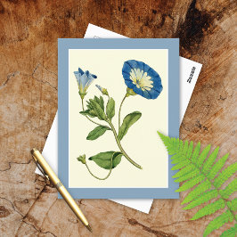 Blue Morning Glory Vine Illustration Postcard Postkarte