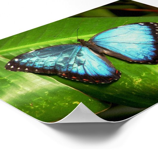 Blue Morph Butterfly Poster (Ecke)