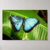 Blue Morph Butterfly Poster (Vorne)