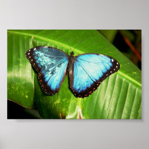 Blue Morph Butterfly Poster
