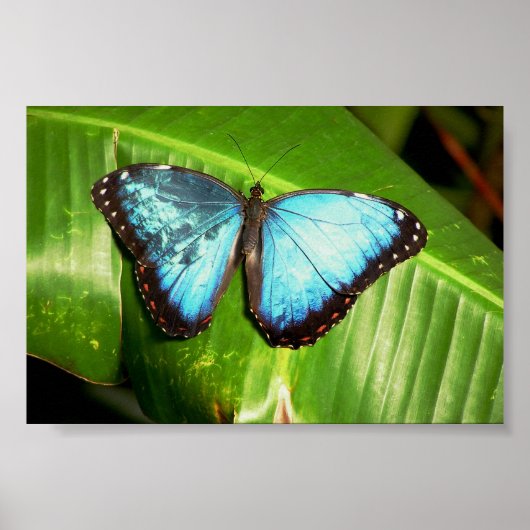 Blue Morph Butterfly Poster (Vorne)