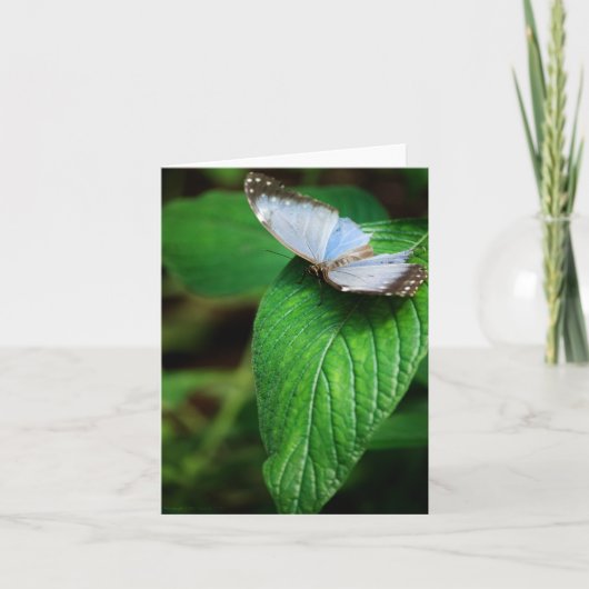 Blue Morpho 112 Card Karte (Vorderseite)