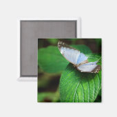 Blue Morpho 112 Magnet (Vorderseite/Rückseite)