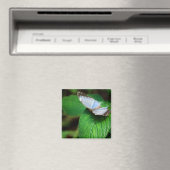 Blue Morpho 112 Magnet (In Situ (Geschirrspüler))