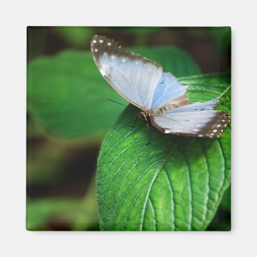 Blue Morpho 112 Magnet (Vorne)