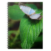 Blue Morpho 112 Notebook Notizblock (Vorderseite)