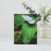Blue Morpho 112 Postkarte (Stehend Vorderseite)