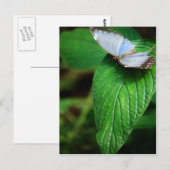 Blue Morpho 112 Postkarte (Vorne/Hinten)