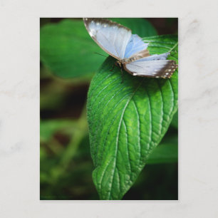 Blue Morpho 112 Postkarte