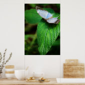 Blue Morpho 112 Print Poster (Küche)