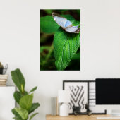 Blue Morpho 112 Print Poster (Heimbüro)