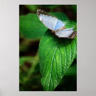 Blue Morpho 112 Print Poster