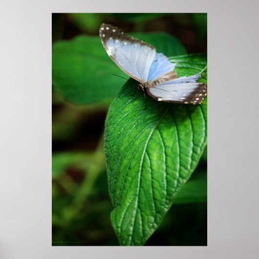 Blue Morpho 112 Print Poster (Vorne)