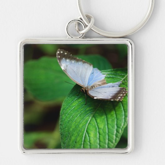 Blue Morpho 112 Schlüsselanhänger (Vorne)