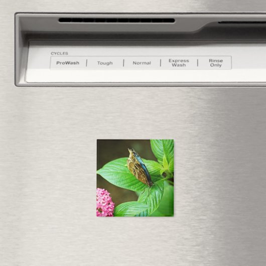 Blue Morpho 143 Magnet (In Situ (Geschirrspüler))