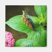 Blue Morpho 143 Magnet (Vorne)