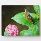 Blue Morpho 143 Plaque Fotoplatte (Vorderseite)