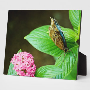 Blue Morpho 143 Plaque Fotoplatte