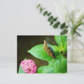 Blue Morpho 143 Postkarte (Stehend Vorderseite)