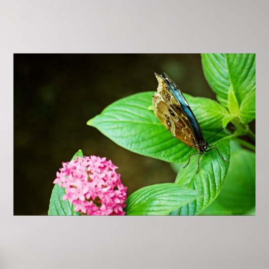 Blue Morpho 143 Print Poster (Vorne)