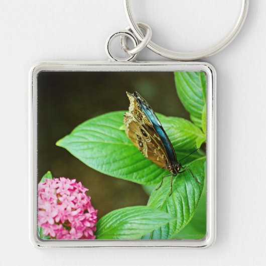 Blue Morpho 143 Schlüsselanhänger (Vorne)
