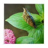 Blue Morpho 143 Tile Fliese (Vorderseite)