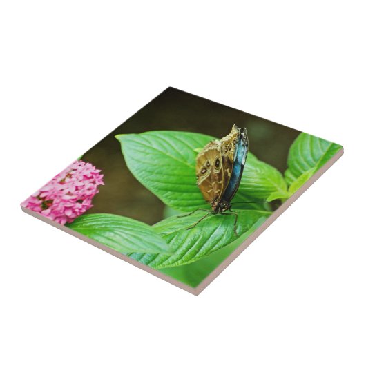 Blue Morpho 143 Tile Fliese (Seite)