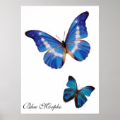 Blue Morpho Butterflies Poster (Vorne)