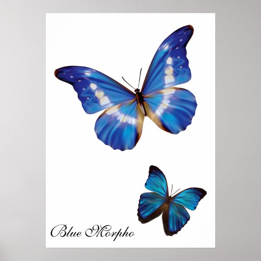 Blue Morpho Butterflies Poster (Vorne)