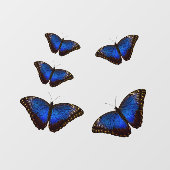 Blue Morpho Butterflies Window Cloning Fensteraufkleber (Blatt)