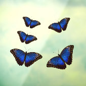 Blue Morpho Butterflies Window Cloning Fensteraufkleber (Blatt 3)