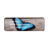 Blue Morpho Butterfly (Vorne)