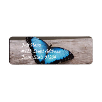 Blue Morpho Butterfly