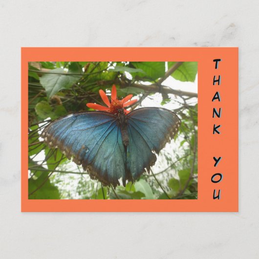 Blue Morpho Butterfly auf Blume Danke Postcard Postkarte (Vorderseite)