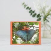 Blue Morpho Butterfly auf Blume DIY Postkarte (Stehend Vorderseite)