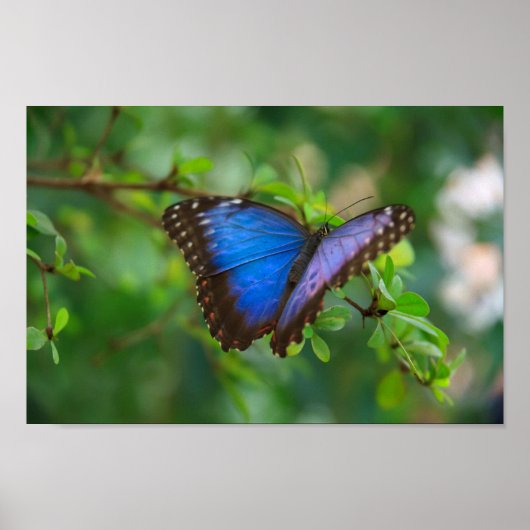 Blue Morpho Butterfly Canvas Print Poster (Vorne)