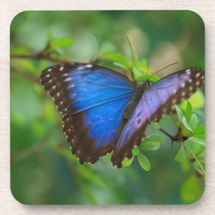 Blue Morpho Butterfly Cork Untersetzer