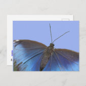 Blue Morpho Butterfly DIY Postkarte (Vorne/Hinten)