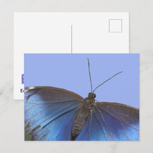 Blue Morpho Butterfly DIY Postkarte (Vorne/Hinten)