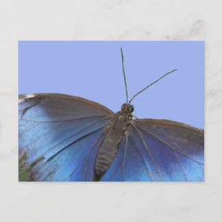 Blue Morpho Butterfly DIY Postkarte