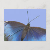 Blue Morpho Butterfly DIY Postkarte (Vorderseite)