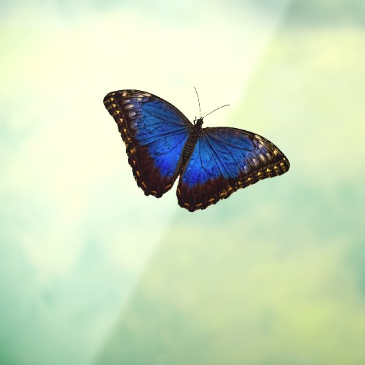 Blue Morpho Butterfly Fensteraufkleber (Blatt 3)