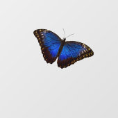 Blue Morpho Butterfly  Fensteraufkleber (Blatt)