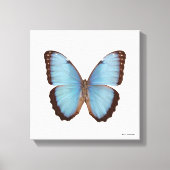 Blue Morpho Butterfly Leinwanddruck (Vorderseite)